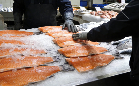 2026 三文鱼现货价温和回升，国内采购货源与渠道布局指南